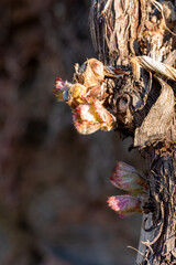 Weinblätter im Frühling
