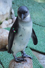 Pingüino