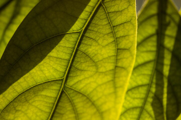 green leaf close-up. deciduous plant macro. leaf structure is extremely close