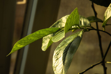 green leaf close-up. deciduous plant macro. leaf structure is extremely close