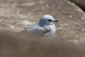 Ross's Gull (Rhodostethia rosea) juvenile perched on a rock on a pier in a harbour. This is a very rare species of gull in the Netherlands