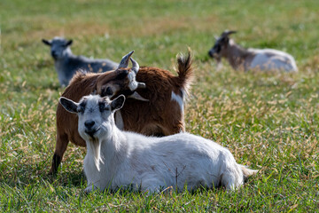 Naklejka na ściany i meble The Pygmy goats, a breed of miniature domestic goat on a green field.