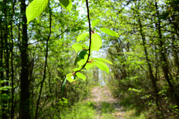 green forest in spring