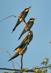 European bee-eaters perched on a tree, Bahrain