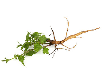 oung hop sprout with green leaves and root, isolated on white background