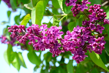 lilac flowers in the garden