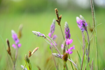 flowers in the garden