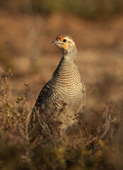 Grey francolin in the morning at Hamala, Bahrain