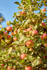 apples on a branch. Summer garden in village. Selective focus of apple branch with fruits in sunlight
