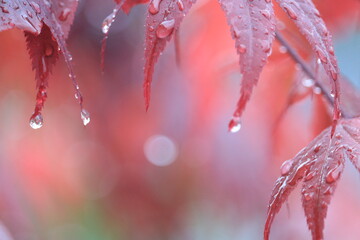 雨に濡れたモミジの葉
