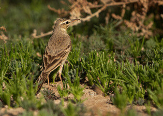 Long-billed pipit at Hamala, Bahrain