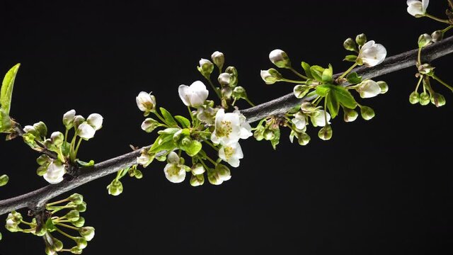 Time-lapse of Blooming spring apple-tree flowers. 4K UHD video close-up