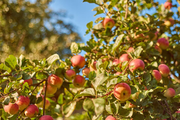 apples on a branch. Summer garden in village. Selective focus of apple branch with fruits in sunlight