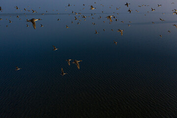 ducks in the water