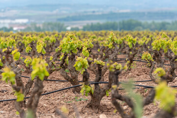 Fototapeta na wymiar Vineyards in the La Rioja region of Spain in 2021