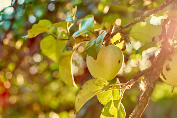 Green appl on a branch. Summer garden in village. Selective focus of apple branch with fruits in sunlight