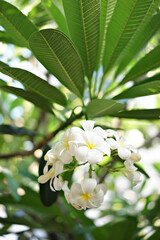 Soft focus image of white and yellow plumeria frangipani flowers with leaves on a tree.