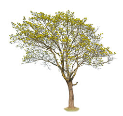 Spring maple tree cut out, isolated on white background