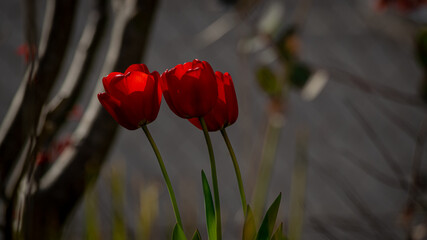 Gardenstyle