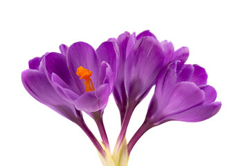 Crocus flowers isolated on white background. Close up of saffron flowers.