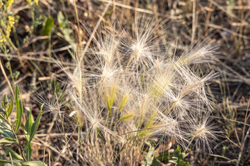 Group of white Hordeum murinum or Wall barley heads is on a beautiful blurred green background in fields in sunny summer day