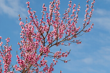 Blühender Pfirsichbaum,  Malum Persicum, im Frühling