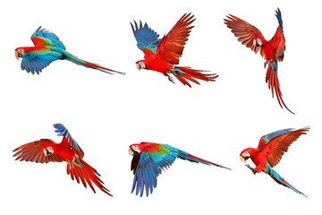 Obraz premium Set of green wing macaw parrot isolated on white.