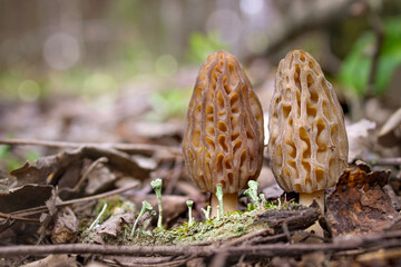 Wild gourmet morel mushrooms growing in the spring forest