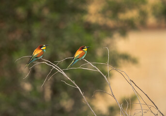 A pair of beautiful European bee-eater perched on a tree, Bahrain