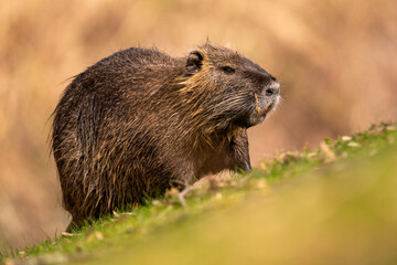 Closeup of a furry coypu or nutria on the grass in the blurred background