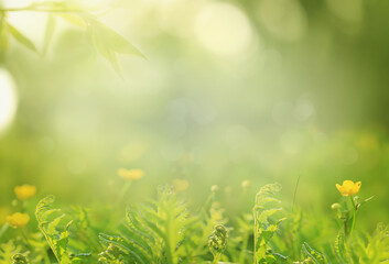 Obraz premium spring background with grass and flowers