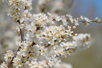 Blühende Wilde Mirabelle, Prunus cerasifera, im Frühling