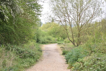 Fototapeta na wymiar path in the woods of Epping, UK