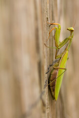 Mantes religieuse