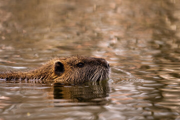 Cute nutria swimming in the river