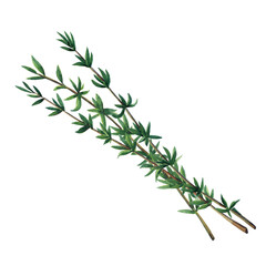 Three green branches of thyme isolated on white background.  Watercolor hand drawn illustration.