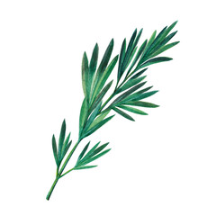 Green branch of rosemary isolated on white background.  Watercolor hand drawn illustration.