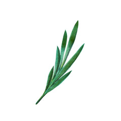 Green branch of rosemary isolated on white background.  Watercolor hand drawn illustration. - 430185477