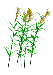 3D Rendering Phragmites Plants on White