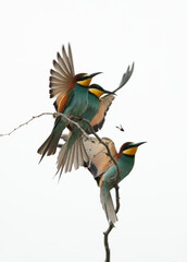 Fototapeta premium European bee-eaters perched on a tree and a bee flying nearby, Bahrain