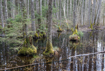 Swampy natural riparian forest with the mos covered alder trees standing in the water