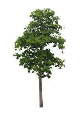 Green tree isolated on white background. This has clipping path.