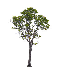 Obraz premium Green tree isolated on white background. This has clipping path.