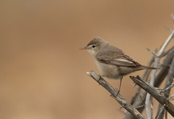 Upchers Warbler perched on dry twig, Bahrain