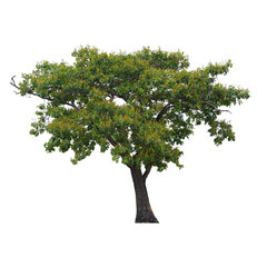 Fototapeta na wymiar Green tree isolated on white background. This has clipping path.