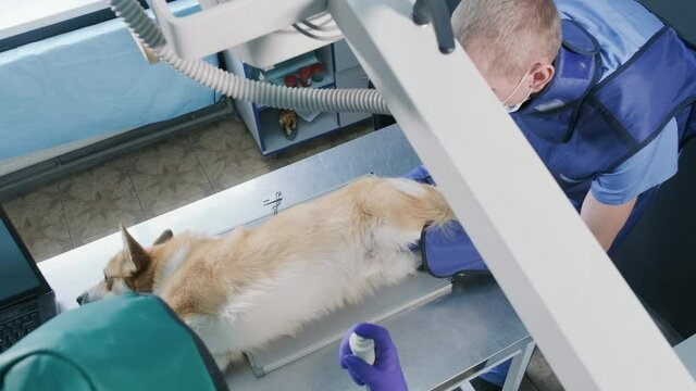 Veterinarian team examining dog in x-ray room