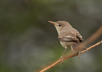 Closeup of a Upchers Warbler perched on tree, Bahrain