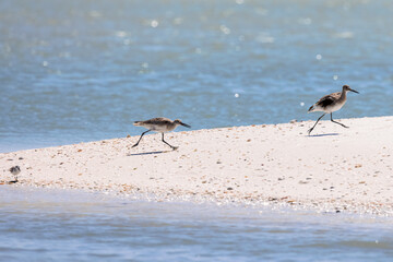 Angry Female Willet Chasing Male Away During Mating Season in Florida, USA