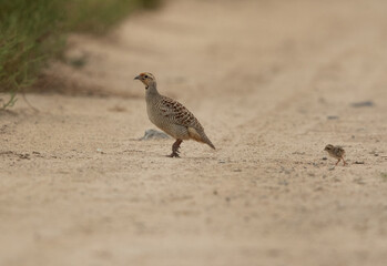 Grey francolin with chick, Bahrain