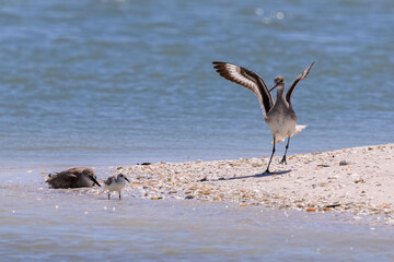 Male Willet Bird Performing Mating Dance To Impress Female with her Baby During Nesting Season in Florida, USA